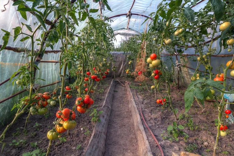 UV4 Folie in 12m Breite Folientunnel Frühbeet Tomatenhaus Treibhausfolie Gewächshausfolie (Meterware) - 1,50€/m² – Bild 6