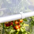 Windhager Tomatengewächshaus Alustar Premium, Tomatenhaus zur Anzucht von Gemüse, Stabiles Gewächshaus, Frühbeet- und Tomatenzelt, UV-Beständig, 170 x 150 x 80 cm, 38111 - Thumbnail 3