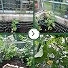 GardenGloss® Ranknetz mit großer Maschenweite für besonders ertragreiche Ernte von Gurken, Tomaten und Anderen Gemüsepflanzen - Rankhilfen für Kletterpflanzen (2m x 2.5m) – Bild 2