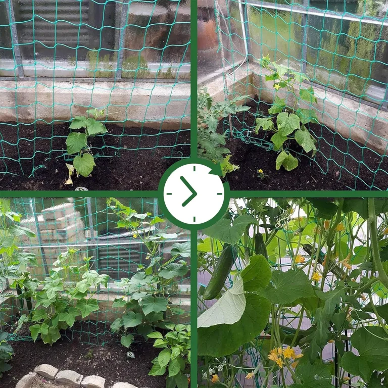 GardenGloss® Ranknetz mit großer Maschenweite für besonders ertragreiche Ernte von Gurken, Tomaten und Anderen Gemüsepflanzen - Rankhilfen für Kletterpflanzen (2m x 2.5m) – Bild 6
