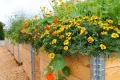DTZ Palettenrahmen Aufsatzrahmen Hochbeet Gartenbeet Stapelrahmen (120x80x20 cm) - Thumbnail 7