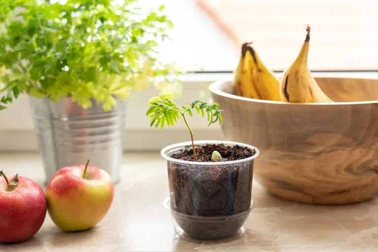 GROW2GO Bonsai Starter Kit Anzuchtset - Pflanzset aus Mini-Gewächshaus, Samen & Erde - nachhaltige Geschenkidee für Pflanzenfreunde (Tamarinde) – Bild 5