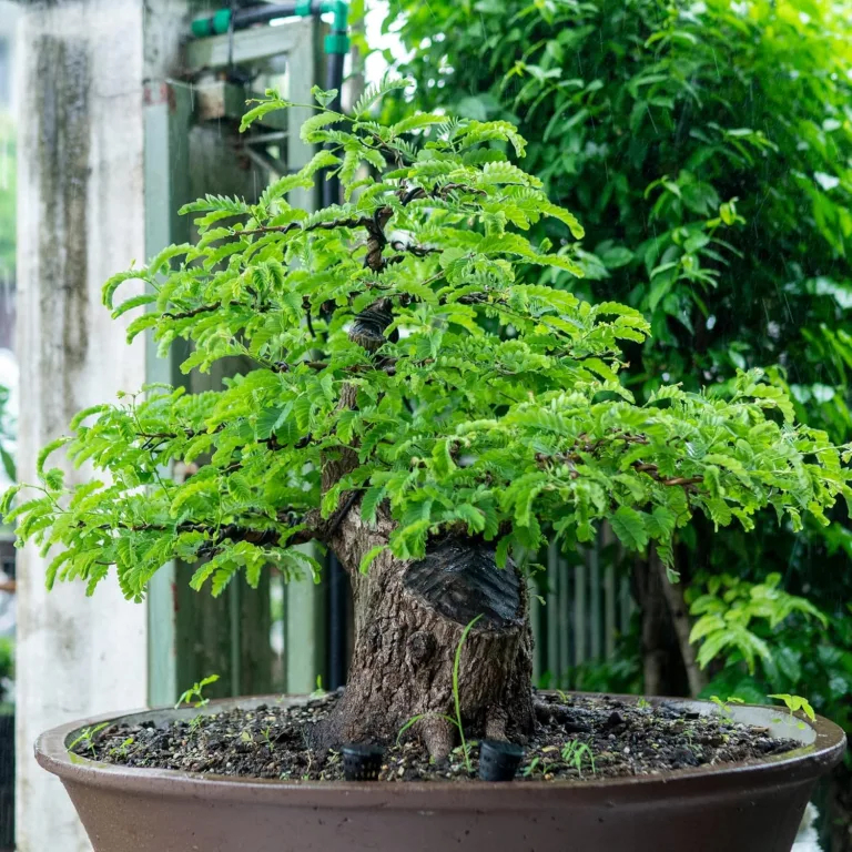 GROW2GO Bonsai Starter Kit Anzuchtset - Pflanzset aus Mini-Gewächshaus, Samen & Erde - nachhaltige Geschenkidee für Pflanzenfreunde (Tamarinde) – Bild 6