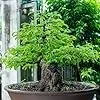 GROW2GO Bonsai Starter Kit Anzuchtset - Pflanzset aus Mini-Gewächshaus, Samen & Erde - nachhaltige Geschenkidee für Pflanzenfreunde (Tamarinde) – Bild 2