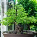 GROW2GO Bonsai Starter Kit Anzuchtset - Pflanzset aus Mini-Gewächshaus, Samen & Erde - nachhaltige Geschenkidee für Pflanzenfreunde (Tamarinde) - Thumbnail 6