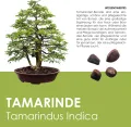 GROW2GO Bonsai Starter Kit Anzuchtset - Pflanzset aus Mini-Gewächshaus, Samen & Erde - nachhaltige Geschenkidee für Pflanzenfreunde (Tamarinde) - Thumbnail 7