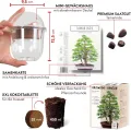 GROW2GO Bonsai Starter Kit Anzuchtset - Pflanzset aus Mini-Gewächshaus, Samen & Erde - nachhaltige Geschenkidee für Pflanzenfreunde (Tamarinde) - Thumbnail 3
