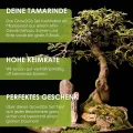 GROW2GO Bonsai Starter Kit Anzuchtset - Pflanzset aus Mini-Gewächshaus, Samen & Erde - nachhaltige Geschenkidee für Pflanzenfreunde (Tamarinde) - Thumbnail 4