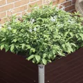 Hochbeet 100x100x77 cm aus verzinktem Stahl braunes Metall Pflanzkübel für Balkon Garten mit offenem Boden Modernes Design Robust & langlebig für Outdoor Küche Flur - Thumbnail 4