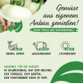 Prademir – Tomatensamen Set aus 16 seltenen & alten Sorten – Tomaten Anzuchtset mit 100% Natursamen handverlesen aus Portugal – Tomatensaat mit hoher Keimrate für Garten, Balkon, Terrasse, Gewächshaus - Thumbnail 5
