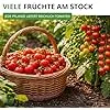 Stabtomaten Harzfeuer F1 Samen - Solanum lycopersicum - Tomatensamen - Gemüsesamen - Saatgut für 15 Pflanzen – Bild 2