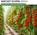 Stabtomaten Harzfeuer F1 Samen - Solanum lycopersicum - Tomatensamen - Gemüsesamen - Saatgut für 15 Pflanzen - Thumbnail 10