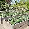 UNUS Bambusstäbe, Pflanzenstäbe zur Stabilisierung von Pflanzen im Garten, Rankstäbe Bambus 120 cm naturfarbend, 25 Stück – Bild 2