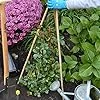 UNUS Bambusstäbe, Pflanzenstäbe zur Stabilisierung von Pflanzen im Garten, Rankstäbe Bambus 120 cm naturfarbend, 25 Stück – Bild 4