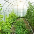 Froadp 14 Stück UV-beständigem Polycarbonat Hohlkammerstegplatten 700g/㎡ Doppelstegplatte Gewellte Gewächshausplatte für Garten Treibhaus(605x1210x4mm, Transparent) - Thumbnail 8
