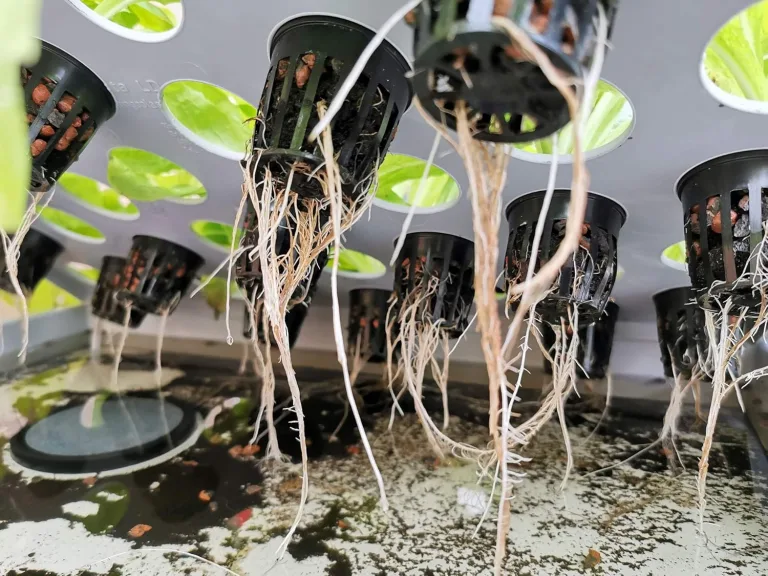 GREEN24 Aqua 36-A Pro Hydroponic Anzucht-System XL 40 x 60 cm Hydrokultur Indoor Pflanzen-Aufzucht für Nutzpflanzen, Gemüse, Kräuter, Salate, Zierpflanzen in Tiefwasserkultur – Bild 6