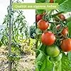 Tomaten Samen Set : 12 Sorten Tomatensamen für Garten und Balkon – Tomaten Anzuchtset – Tomatensamen Alte Sorten – Garten Geschenk Set – Alte Tomatensorten OwnGrown - Thumbnail 2