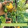 Tomaten Samen Set : 12 Sorten Tomatensamen für Garten und Balkon – Tomaten Anzuchtset – Tomatensamen Alte Sorten – Garten Geschenk Set – Alte Tomatensorten OwnGrown - Thumbnail 3