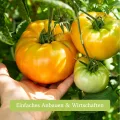 Tomaten Samen Set : 12 Sorten Tomatensamen für Garten und Balkon – Tomaten Anzuchtset – Tomatensamen Alte Sorten – Garten Geschenk Set – Alte Tomatensorten OwnGrown - Thumbnail 4
