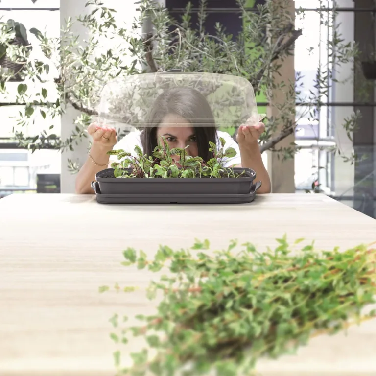 Prosperplast Respana Table Greenhouse Zimmergewächshaus Anzuchtschale Tisch-Frühbeet (Anthrazit) – Bild 2