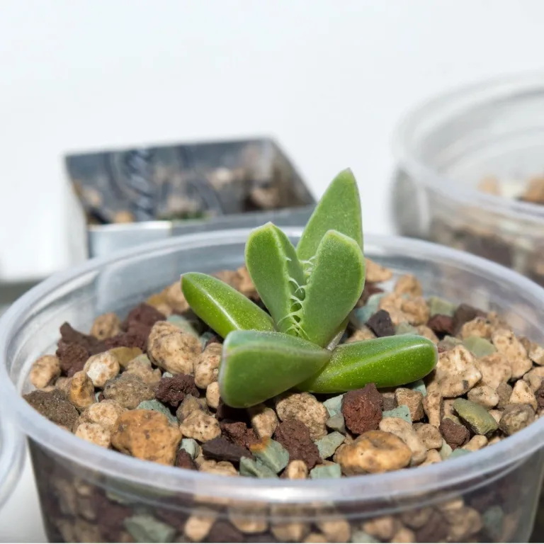 GROW2GO Kakteen Starter Kit Anzuchtset - Pflanzset aus Mini-Gewächshaus, Kaktus Samen & Erde - nachhaltige Geschenkidee für Pflanzenfreunde (Echter Tigerrachen) – Bild 4