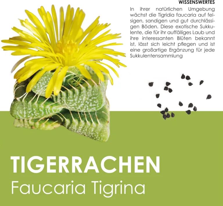GROW2GO Kakteen Starter Kit Anzuchtset - Pflanzset aus Mini-Gewächshaus, Kaktus Samen & Erde - nachhaltige Geschenkidee für Pflanzenfreunde (Echter Tigerrachen) – Bild 3