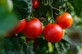 Sperli Premium Tomaten Samen Matina ; sehr frühe und aromatische Tomate ; Tomaten Saatgut - Thumbnail 4