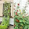 2 Stück Ranknetz für Rankhilfe Gurken, Tomaten Rankhilfe, Ranknetz für Kletterpflanzen Gewäch Gemüse,Bohnen Rankhilfe，Gewächshaus Zubehör - 1,8 x 1,8 m - Thumbnail 3