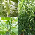 10 Stück Garten Tomatenhaken, Tomatenpflanzenhalter, Garten Tomatenhaken Gemüse Clips, Geeignet zum Fixieren von Pflanzen, Kletterhilfe(Grün) - Thumbnail 7