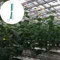 10 Stück Garten Tomatenhaken, Tomatenpflanzenhalter, Garten Tomatenhaken Gemüse Clips, Geeignet zum Fixieren von Pflanzen, Kletterhilfe(Grün) - Thumbnail 8