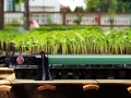 Royal Gardineer Frostwächter: Elektrische Stabheizung für Gewächshäuser, 90 Watt, 71 cm, IP44 (Frostwächter Gewächshaus, IP44, Temperaturregler) - Thumbnail 12