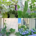 Rankhilfe Gurken Ranknetz für Gurken - Rankhilfe Garten Tomaten, Sehr Passend Netz für Kletterpflanzen Gewächshaus Zubehör, Pflanzennetz 180x270 für Garten Gewächshaus - Thumbnail 6