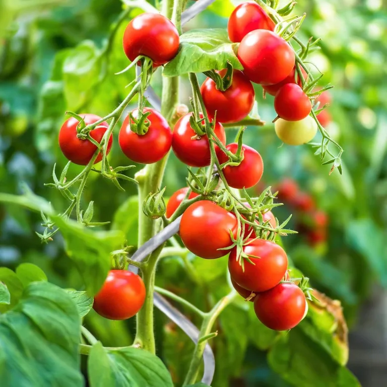 KARAT Tomatenspiralstäbe - 180 cm Länge - 10 Stück - Tomatenstab - Spiralstab - Rankstab - Tomaten Rankhilfe - Pflanzstab aus verzinktem Stahl – Bild 5