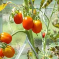 KARAT Tomatenspiralstäbe - 180 cm Länge - 10 Stück - Tomatenstab - Spiralstab - Rankstab - Tomaten Rankhilfe - Pflanzstab aus verzinktem Stahl - Thumbnail 6