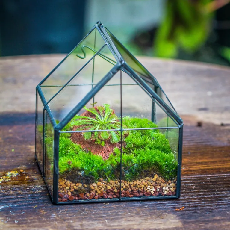 NCYP 10,8x10,8x12,5 cm Geometrisches Mini Pflanzenterrarium aus Glas mit Deckel, Schwarz Übertopf für kleine Sukkulenten Luftpflanzen, Handgefertigt Heimgarten Büro Tischdekoration (Nur Terrarium) – Bild 8