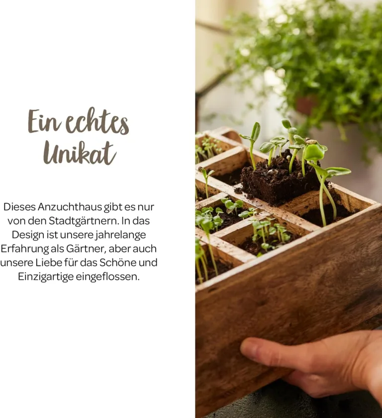 Modernes Gewächshaus als Deko, für Anzucht & für Kräuter | Aus Glas, recyceltem Holz und Metall | Zimmergewächshaus als Dekoration | 31 x 26 x 29 cm | – Bild 2