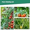 Rankgitter 2 x 3 m mit großem Masche, Gurkennetz, Rankgitter für Kletterpflanzen – ideal für Gurken, Tomaten, Gärten und Gewächshäuser – Bild 3