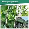Rankgitter 2 x 3 m mit großem Masche, Gurkennetz, Rankgitter für Kletterpflanzen – ideal für Gurken, Tomaten, Gärten und Gewächshäuser – Bild 4