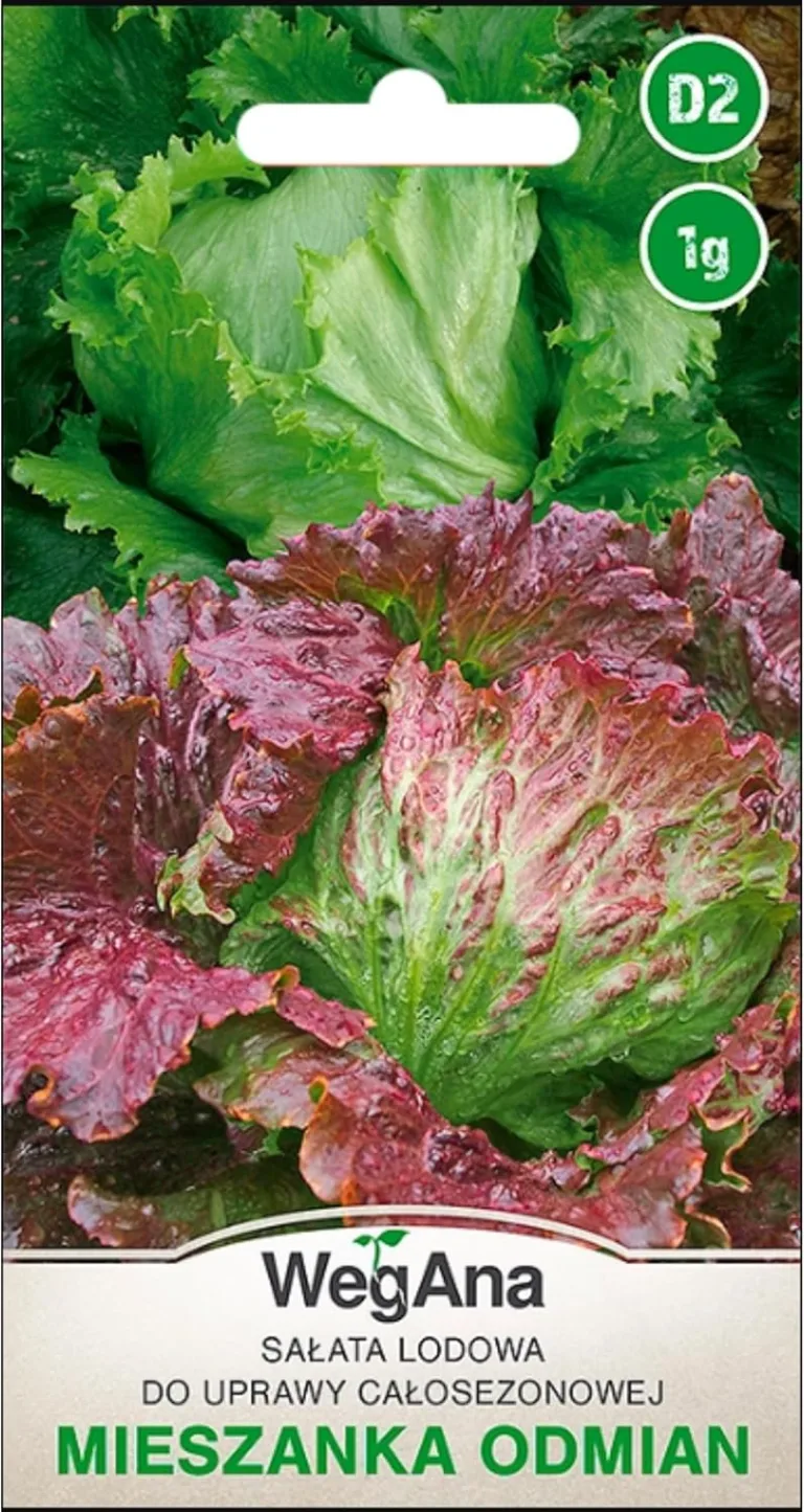Eisbergsalat Samen Mischung 1g, Traper und Derel, Ganzjähriger Anbau, Robuste Gemüsesamen, Gemüse Samen, Samen Anzucht, Saatgut für Gewächshaus – Bild 1