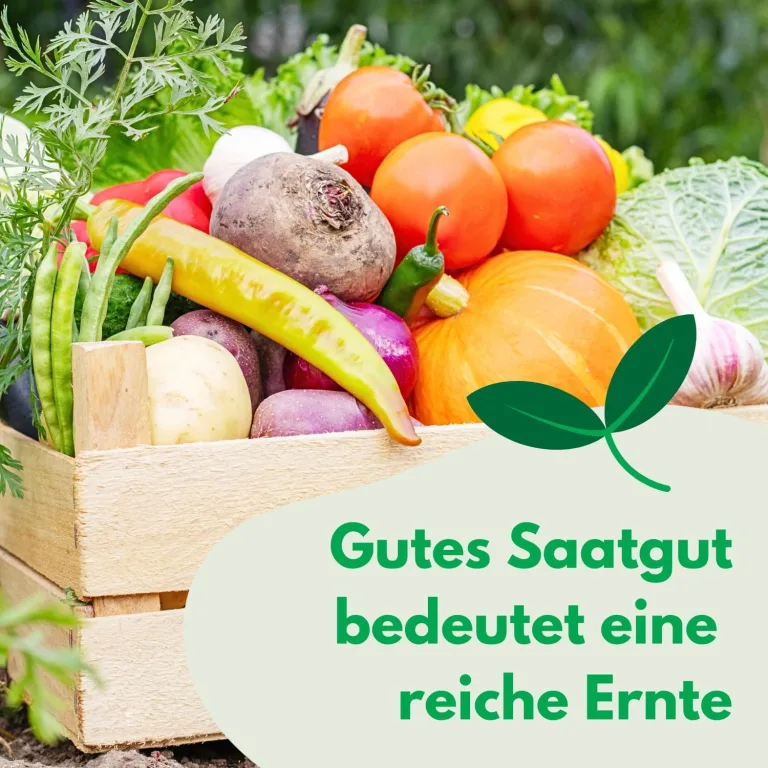 Eisbergsalat Samen Larsen 1g, Eissalat Salat Grün Robuste Gemüsesamen, Gemüse Samen, Samen Anzucht, Saatgut für Gewächshaus – Bild 5