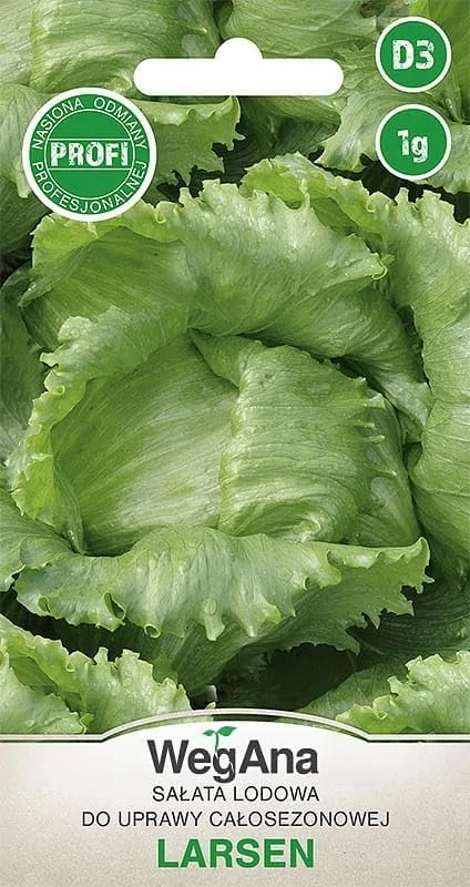 Eisbergsalat Samen Larsen 1g, Eissalat Salat Grün Robuste Gemüsesamen, Gemüse Samen, Samen Anzucht, Saatgut für Gewächshaus – Bild 1