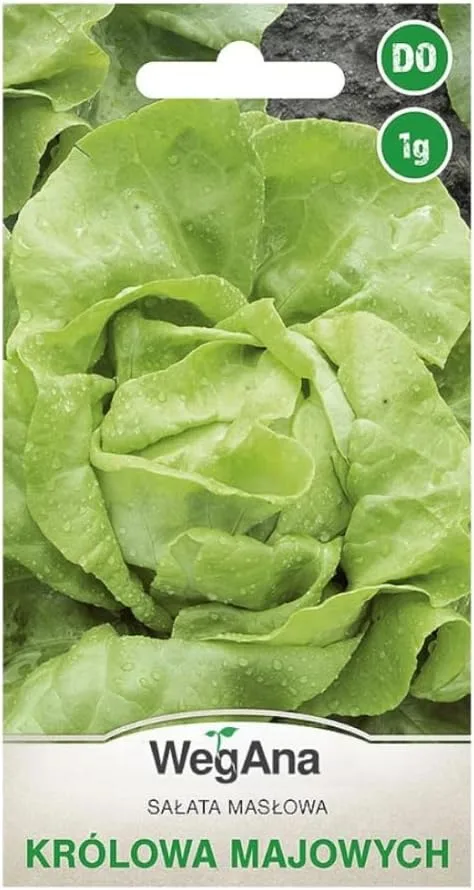 Butterkopfsalat Königin von Mai Samen 1g, Kopfsalat, Robuste Gemüsesamen, Gemüse Samen, Samen Anzucht, Saatgut für Gewächshaus