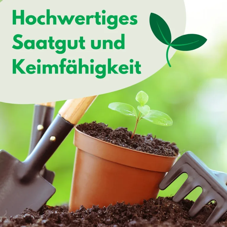 Butterkopfsalat Königin von Mai Samen 1g, Kopfsalat, Robuste Gemüsesamen, Gemüse Samen, Samen Anzucht, Saatgut für Gewächshaus – Bild 3