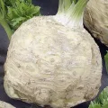 Lauchsamen 1g Porree Titus Robuste Gemüsesamen, Gemüse Samen Anzucht Saatgut für Gewächshaus Garten - Thumbnail 3