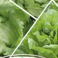 Lauchsamen 1g Porree Titus Robuste Gemüsesamen, Gemüse Samen Anzucht Saatgut für Gewächshaus Garten - Thumbnail 6
