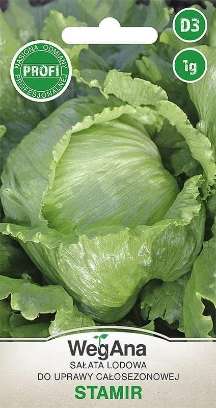 Eisbergsalat Stamir 1g Samen, Gemüse Samen Anzucht Saatgut für Gewächshaus Garten Salat – Bild 1