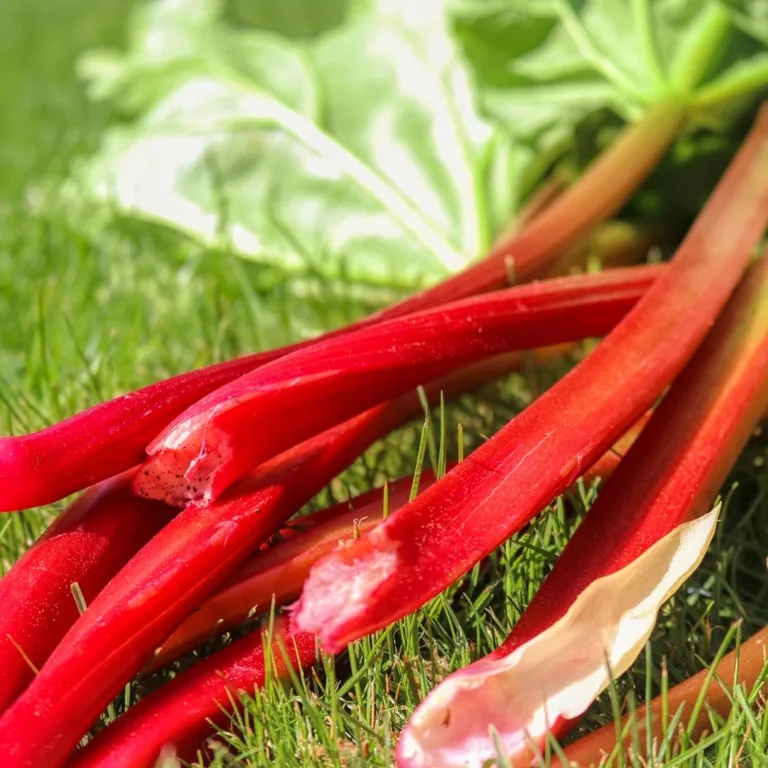 Kresse für Sprossen und Mikroblätter 30g Gemüsesamen, Gemüse Samen Anzucht Saatgut für Gewächshaus Garten – Bild 10