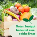 Paprika Tesla 20 Samen Robuste Gemüsesamen Gemüse Samen Anzucht Saatgut für Gewächshaus Paprikasamen - Thumbnail 5
