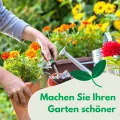 Paprika Tesla 20 Samen Robuste Gemüsesamen Gemüse Samen Anzucht Saatgut für Gewächshaus Paprikasamen - Thumbnail 6