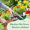 Petersilienwurzel Halblange 5g (Etwa 4000 Samen), Wurzelpetersilie, Robuste Gemüsesamen, Gemüse Samen, Samen Anzucht, Saatgut für Gewächshaus – Bild 2